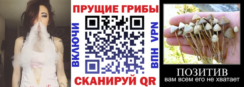 где можно купить наркотик  Пыталово  KRAKEN ССЫЛКА  Галлюциногенные грибы прущие грибы 